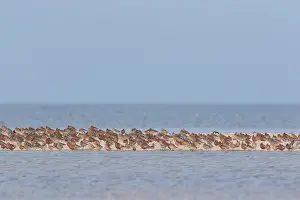 Knot: Bar-tailed Godwit and Red Knot resting flock at