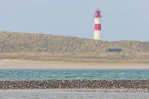 Knot: Bar-tailed Godwit and Red Knot resting flock at