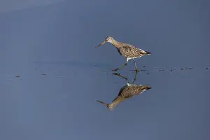 David Chapman: Bar Tailed Godwit - Walking - UK
