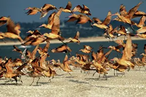 Lapponica: Bar-Tailed Godwits