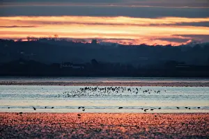 Roy Glen: Bar-Tailed Godwits in flight