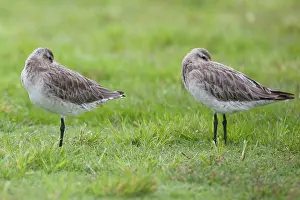 Tucked: Bar-tailed Godwits - in winter plumage - beaks