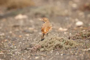 Lark: Bar-tailed Lark
