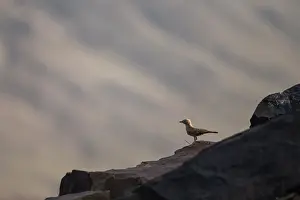 Lark: Bar-tailed Lark (Ammomanes cinctura) on rock - Region