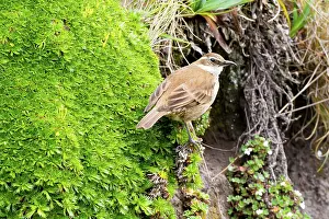 Antisana: Bar-winged Cinclodes