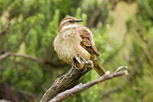 Antisana: Bar-winged Cinclodes
