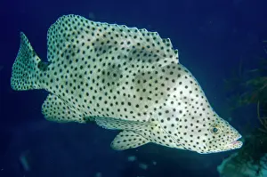 Papua: Baramundi Cod