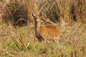 Adulte: Barasingha or Swamp Deer