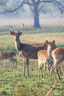 Adulte: Barasingha or Swamp Deer