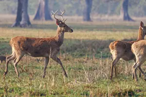 Adulte: Barasingha or Swamp Deer