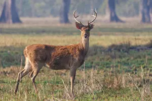 Adulte: Barasingha or Swamp Deer