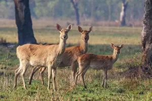Adulte: Barasingha or Swamp Deer