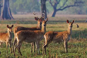 Adulte: Barasingha or Swamp Deer