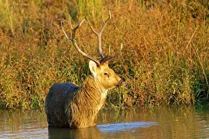 Duvaucelii: Barasingha / Swamp Deer (very rare subspieces)