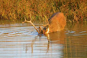 Duvaucelii: Barasingha / Swamp Deer (very rare subspieces)
