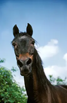 Barb: BARB HORSE, PORTRAIT