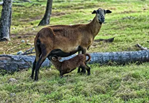 Blackbellied: Barbados Black Belly Sheep