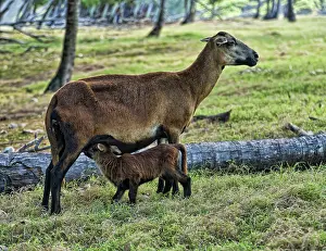 Blackbellied: Barbados Black Belly Sheep