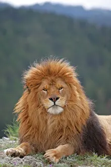Lions: Barbary / Atlas / Nubian Lion. Extinct in wild
