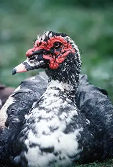 Ugly: BARBARY DUCK - domestic, close-up of head and shoulders