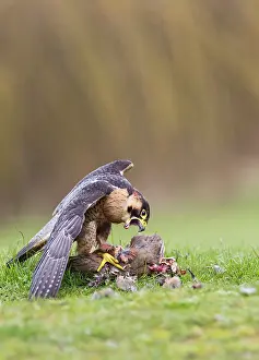 Barbary: Barbary Falcon - male feeding on Partridge