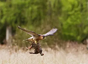 Barbary: Barbary Falcon - male in flight with Partridge