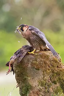 Plucking: Barbary Falcon - male plucking Partridge