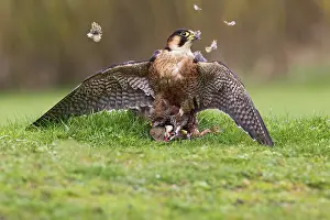 Plucking: Barbary Falcon - male plucking Partridge