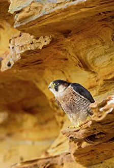 Barbary: Barbary Falcon - male on sandstone
