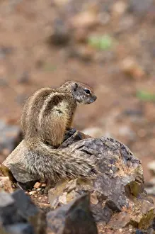 Getulus: Barbary Ground Squirrel