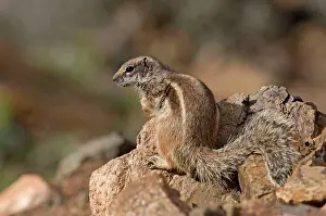 Getulus: Barbary Ground Squirrel
