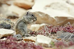 Getulus: Barbary Ground Squirrel