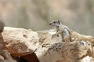 Getulus: Barbary Ground Squirrel