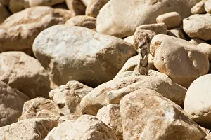 Getulus: Barbary ground squirrel (Atlantoxerus getulus) on