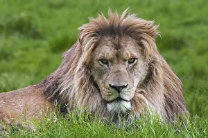 Local: Barbary lion, North African lion, Berber lion, Atlas