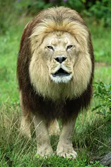 Sound: Barbary lion (Panthera leo leo) roaring, animal p