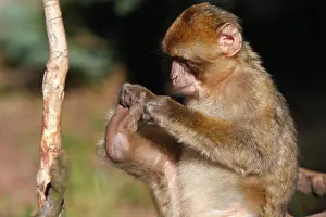 Sylvanus: Barbary Macaque