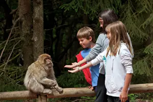 Barbary: Barbary Macaque