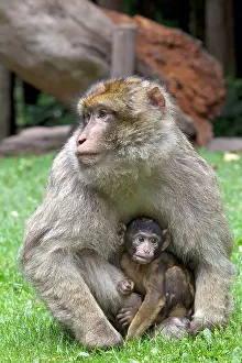 Barbary: Barbary Macaque