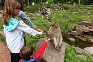 Barbary: Barbary Macaque