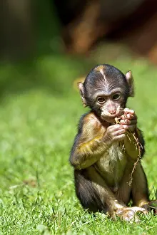 Barbary: Barbary Macaque