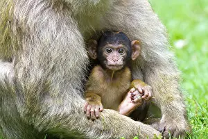 Barbary: Barbary Macaque