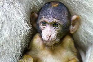 Hunawihr: Barbary Macaque