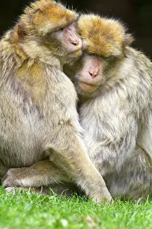 Barbary: Barbary Macaque