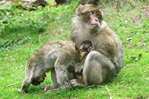 Submissive: Barbary Macaque - adult with baby & another young