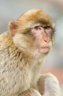 Gibraltar: Barbary Macaque / Ape