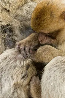 Gibraltar: Barbary Macaque / Ape - grooming