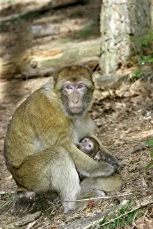 Teets: Barbary macaque / ape or rock ape - female suckling young