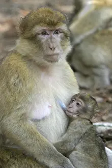 Teets: Barbary macaque / ape or rock ape - female suckling young