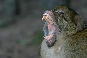 Intimidation: Barbary macaque / ape or rock ape - male performing